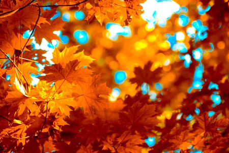 autumn leaves 