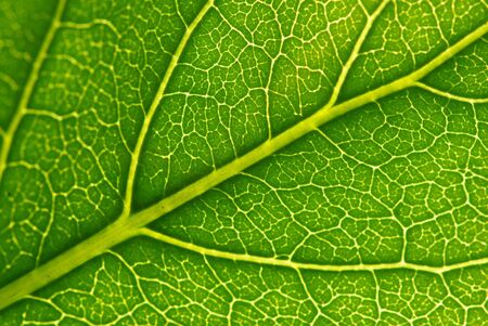 structure of leaf