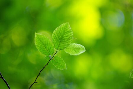 green leaves の写真素材