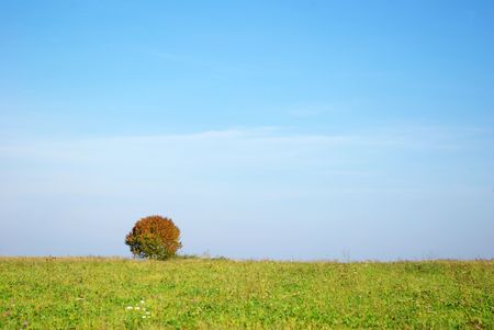 tree against clear sky backgroundの写真素材