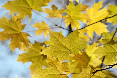 autumn leaves 