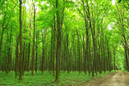  forest