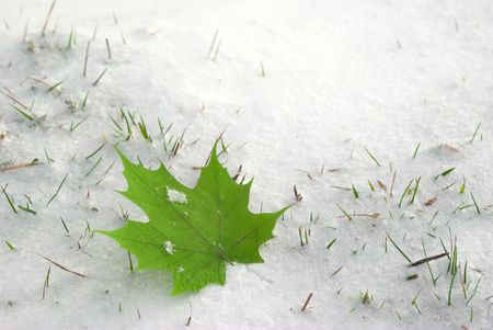 Autumn  leaf on to snowの写真素材
