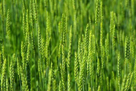 Close up shot of a green wheat field at springの写真素材