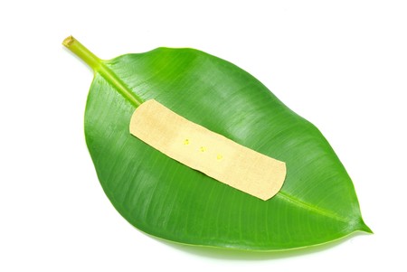  green leaf の写真素材