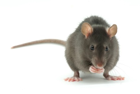 funny rat  isolated on white backgroundの写真素材