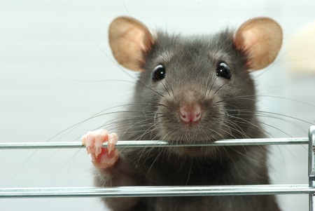 funny black rat sits in cageの写真素材