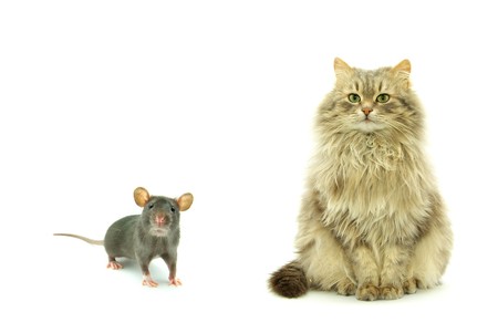funny rat and cat  isolated on white backgroundの写真素材