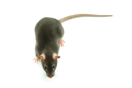 funny rat  の写真素材