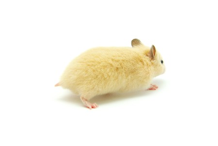 Hamster in front of a white backgroundの写真素材