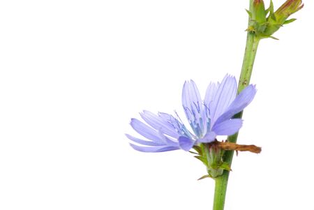 flowers on white backgroundの写真素材