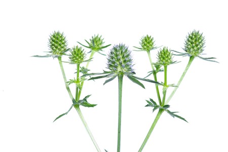 young green plant against white backgroundの写真素材