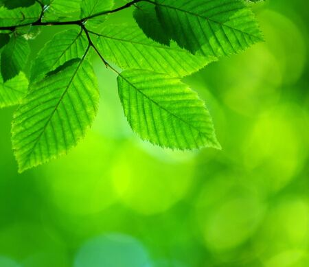 green leaves background in sunny day