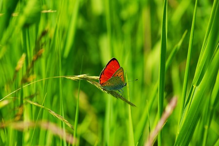  butterfly の写真素材