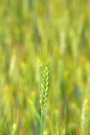 grain ready for harvest growing in a farm fieldの写真素材