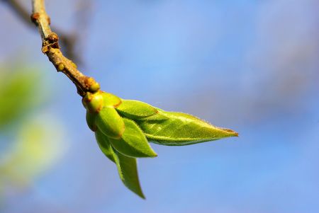 First spring leaves over natural background