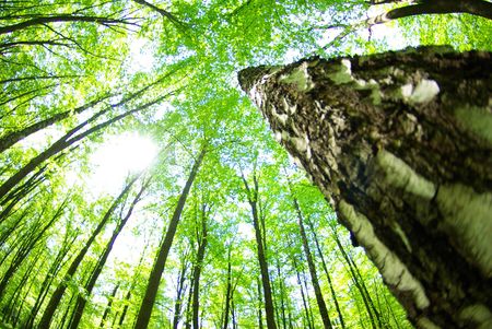 green forest  background in sunny day