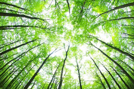 green forest  background in sunny dayの写真素材