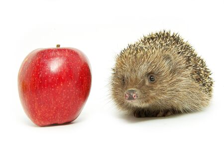 apple and hedgehog isolated on whiteの写真素材