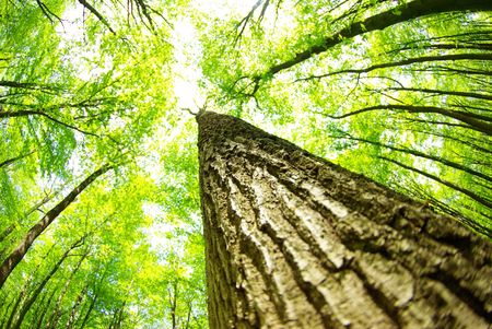 green forest  background in sunny day