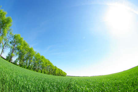 field on a background of the blue skyの写真素材