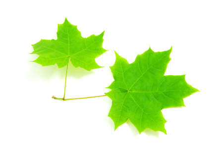 green leaf isolated on a whiteの写真素材