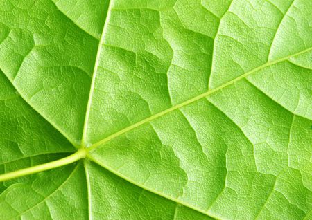 structure of leaf natural background