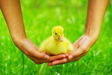 a yellow fluffy gosling in the handの写真素材