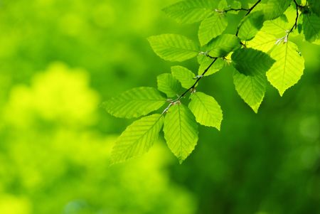 green leaves background in sunny day