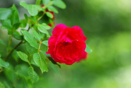 a close-up of a red rose の写真素材