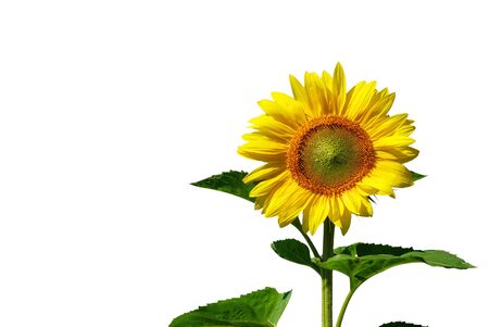 yellow sunflower and white backgroundの写真素材