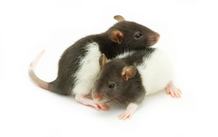 funny rat  isolated on white backgroundの写真素材