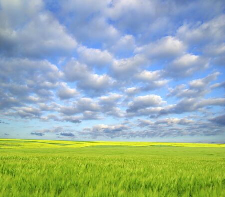 field on a background of the blue skyの写真素材