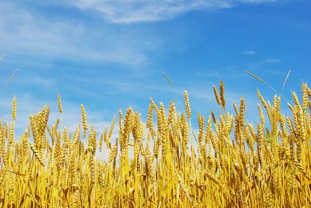 grain ready for harvest growing in a farm fieldの写真素材