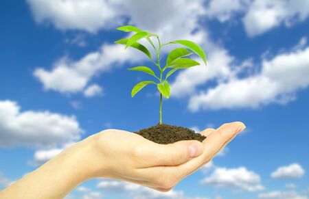 Hands holding sapling in soil  on sky    の写真素材