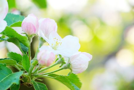  Close up of the cherry blossoms  の写真素材