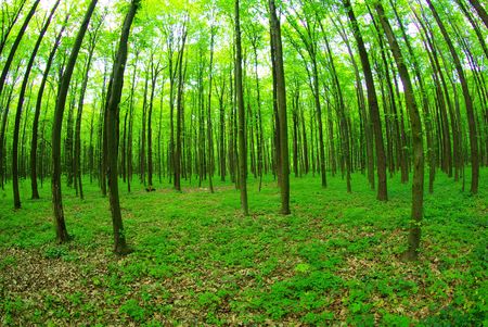green forest  background in a sunny day