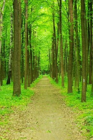 a path is in the green forestの写真素材