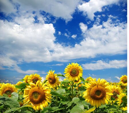 sunflower field over cloudy blue skyの写真素材