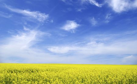  Rape field and clouds in skyの写真素材