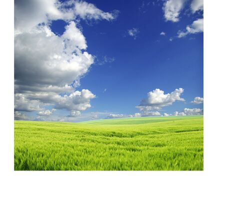 field on a background of the blue skyの写真素材