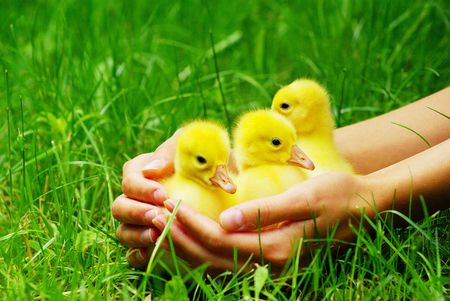 cute gosling in green grassの写真素材