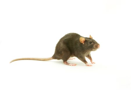 funny rat  isolated on white backgroundの写真素材