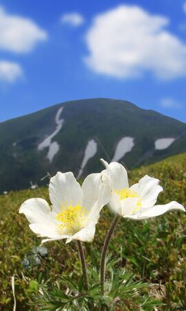BEAUTIFUL FLOWERS ON BACKGROUND OF MOUNTAINSの写真素材