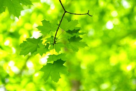 green leaves background in a sunny day         の写真素材