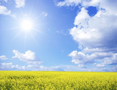  Rape field and clouds in skyの写真素材