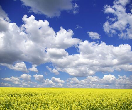  Rape field and clouds in skyの写真素材