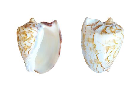 Sea shell  isolated on white background