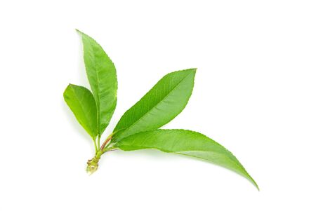green leaf isolated on a whiteの写真素材