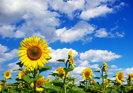 sunflower field over cloudy blue skyの写真素材